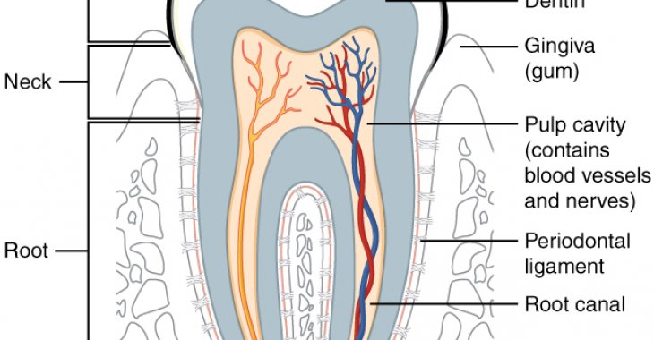 Root Canal treatments