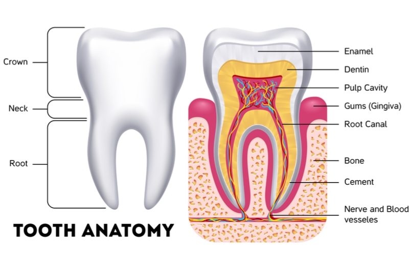 What does dental pulp consist of?